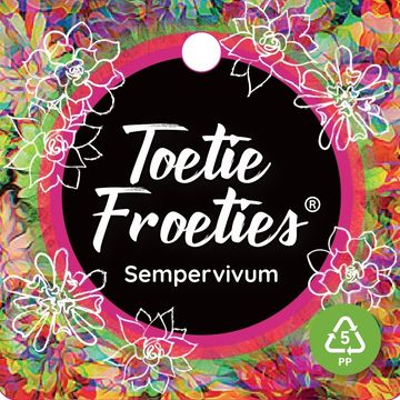 Sempervivum TOETIE FROETIES MIX