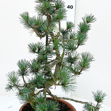 Pinus parviflora