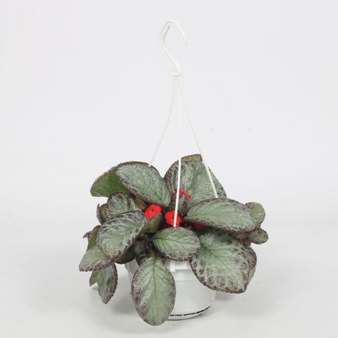 Episcia cupreata 'Pink Acajou'