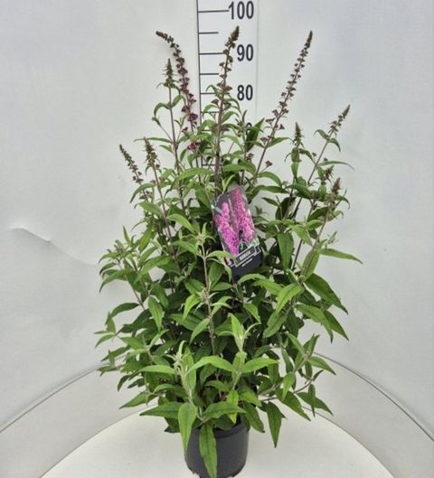Buddleja davidii 'Pink Delight'