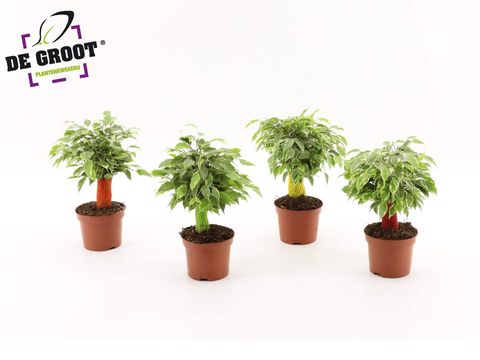 Ficus benjamina KINKY