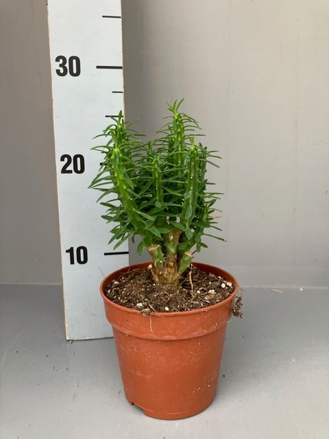 Euphorbia loricata