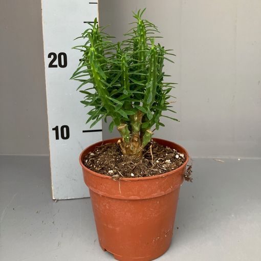 Euphorbia loricata