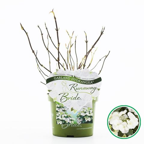 Hydrangea RUNAWAY BRIDE