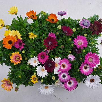 Osteospermum MIX