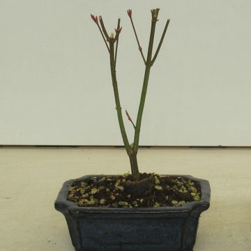 Acer palmatum 'Atropurpureum'