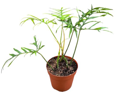 Philodendron polypodioides