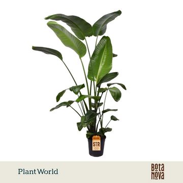 Strelitzia nicolai