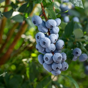 Vaccinium corymbosum 'Goldtraube 71'