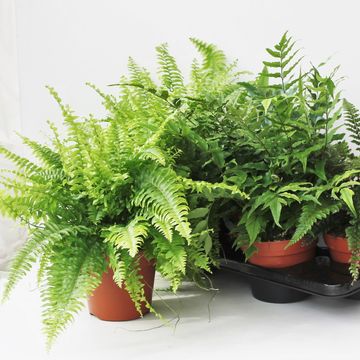 Ferns MIX