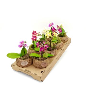 Phalaenopsis MIX