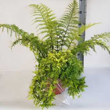 Asplenium bulbiferum 'Suze'