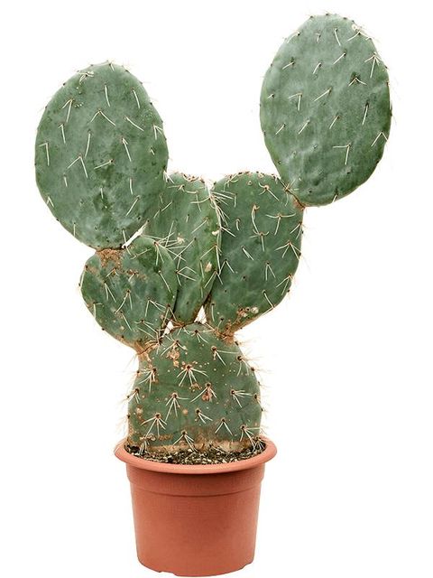 Opuntia maxima