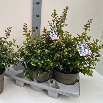 Symphoricarpos MAGICAL GALAXY