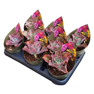 Echeveria gibbiflora 'Bittersweet'