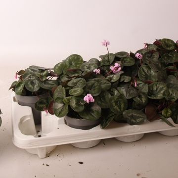 Cyclamen coum