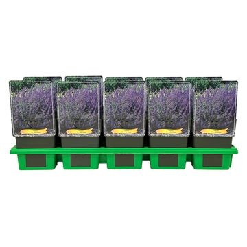 Nepeta 'Six Hills Giant'