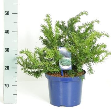 Taxus baccata 'Repandens'