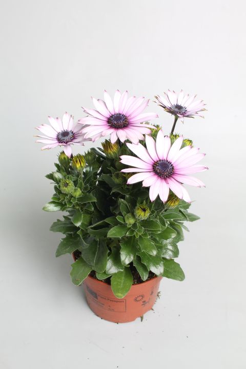 Osteospermum DALINA ENYA