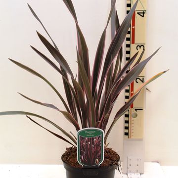 Phormium 'Pink Stripe'