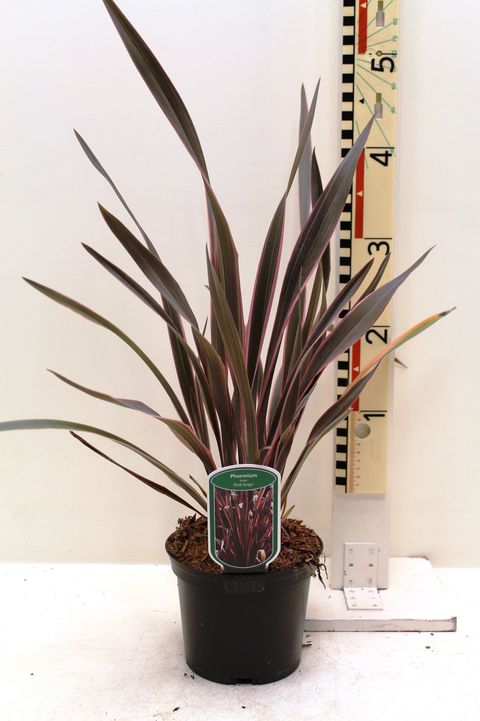 Phormium 'Pink Stripe'