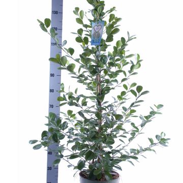 Ficus microcarpa 'Moclame'