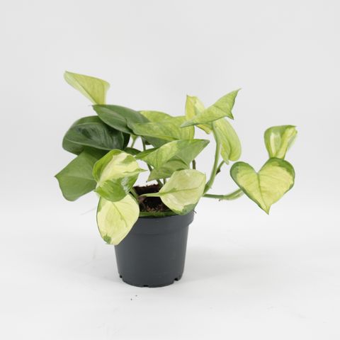 Epipremnum 'Lemon Top'