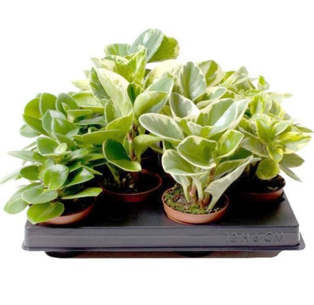 Peperomia obtusifolia MIX ??? Plant Wholesale FlorAccess