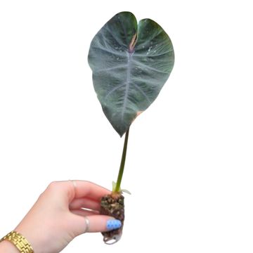 Colocasia 'Black Panther'
