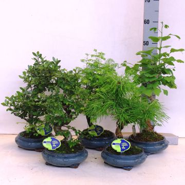 Bonsai MIX