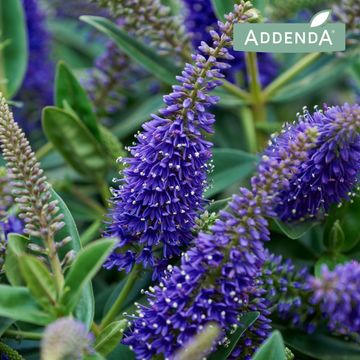 Hebe HEBEDONNA BLUE