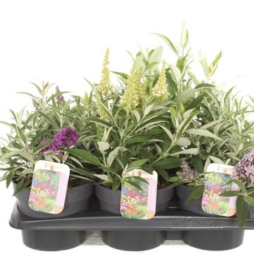 Buddleja davidii BUTTERFLY CANDY MIX