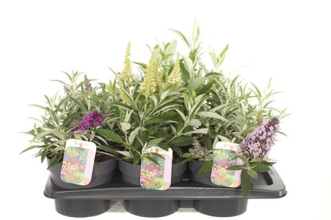 Buddleja davidii BUTTERFLY CANDY MIX