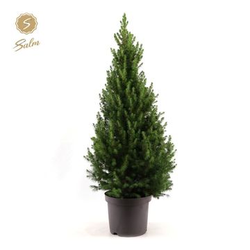 Picea glauca DECEMBER