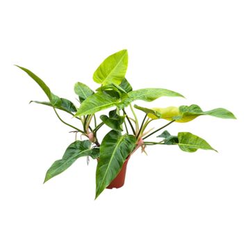 Philodendron 'Calkins Gold'