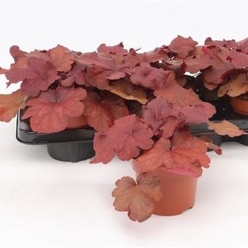 Heuchera INDIAN SUMMER MULBERRY