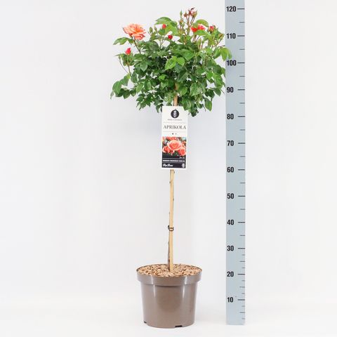 Rosa APRIKOLA