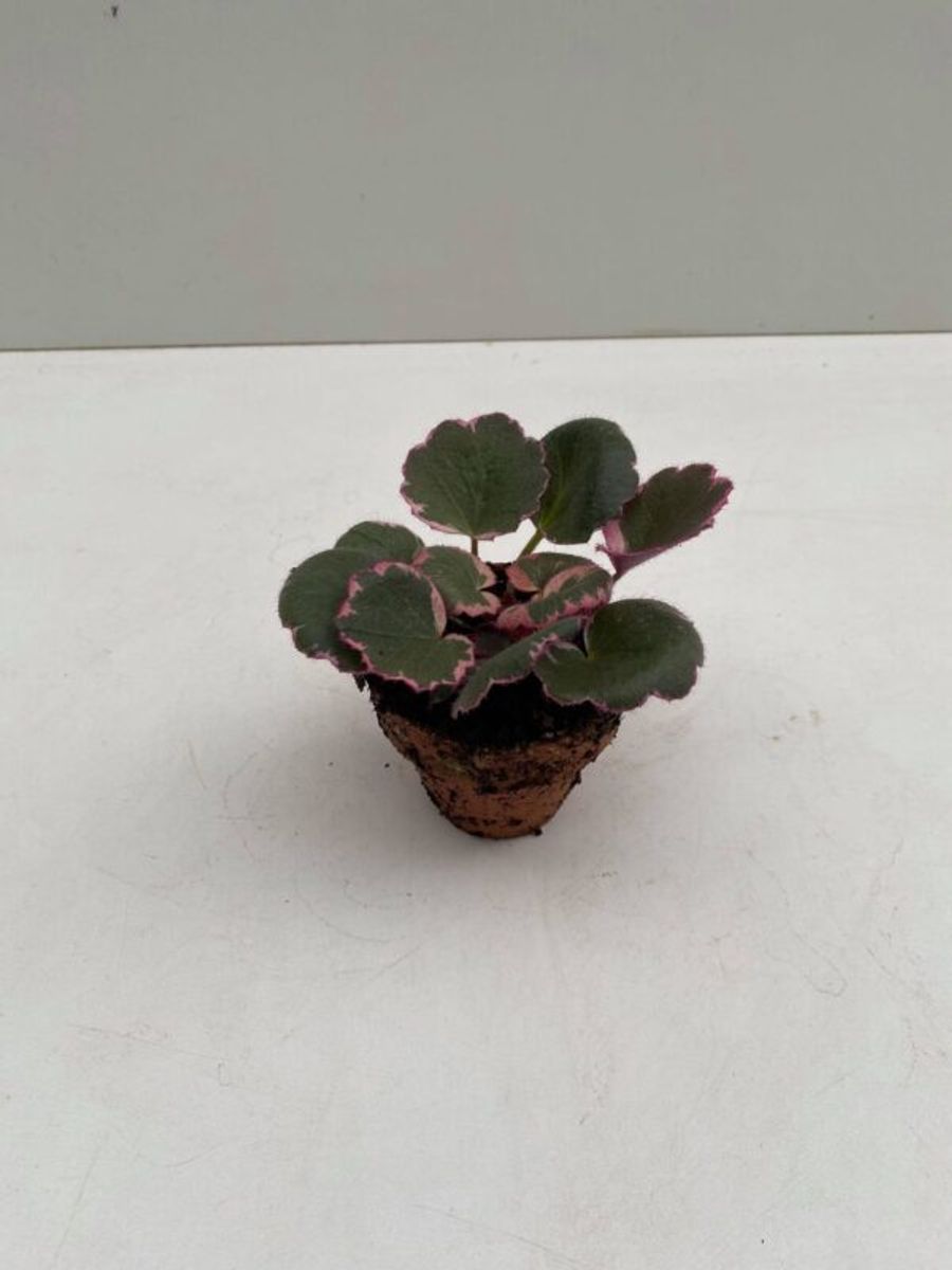 Saxifraga stolonifera 'Tricolor'  Pflanzengrohandel FlorAccess