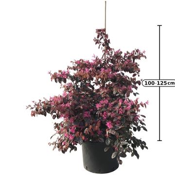 Loropetalum chinense 'Fire Dance'
