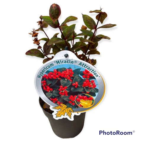 Hypericum MIRACLE ATTRACTION