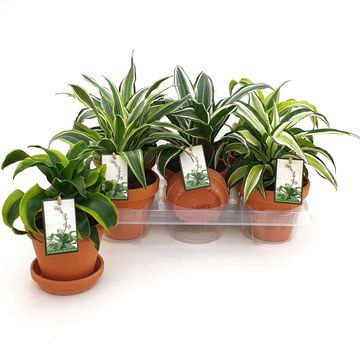 Dracaena MIX