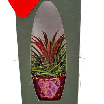 Arrangement Tillandsia