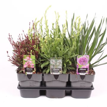 Perennials MIX