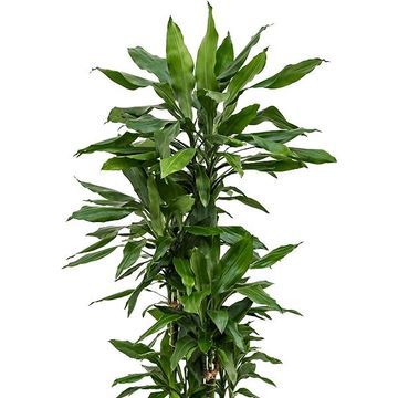 Dracaena fragrans 'Джанет Линд'