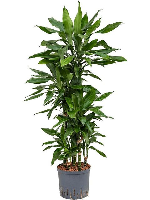 Dracaena fragrans 'Janet Lind'