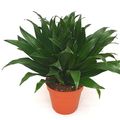 Dracaena fragrans 'Compacta'