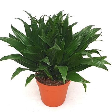Dracaena fragrans 'Compacta'