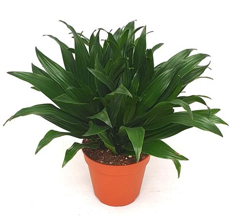 Dracaena fragrans 'Compacta'