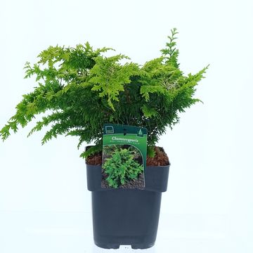 Chamaecyparis obtusa 'Fernspray Gold'