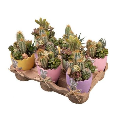 Arrangement Cactus / Succulent